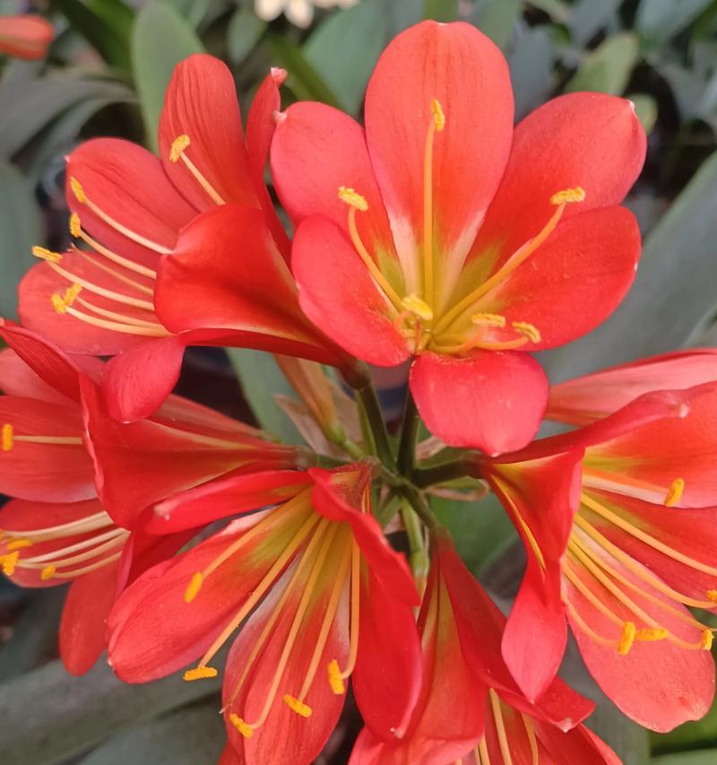君子兰变玫瑰花？如何制作君子兰玫瑰花？