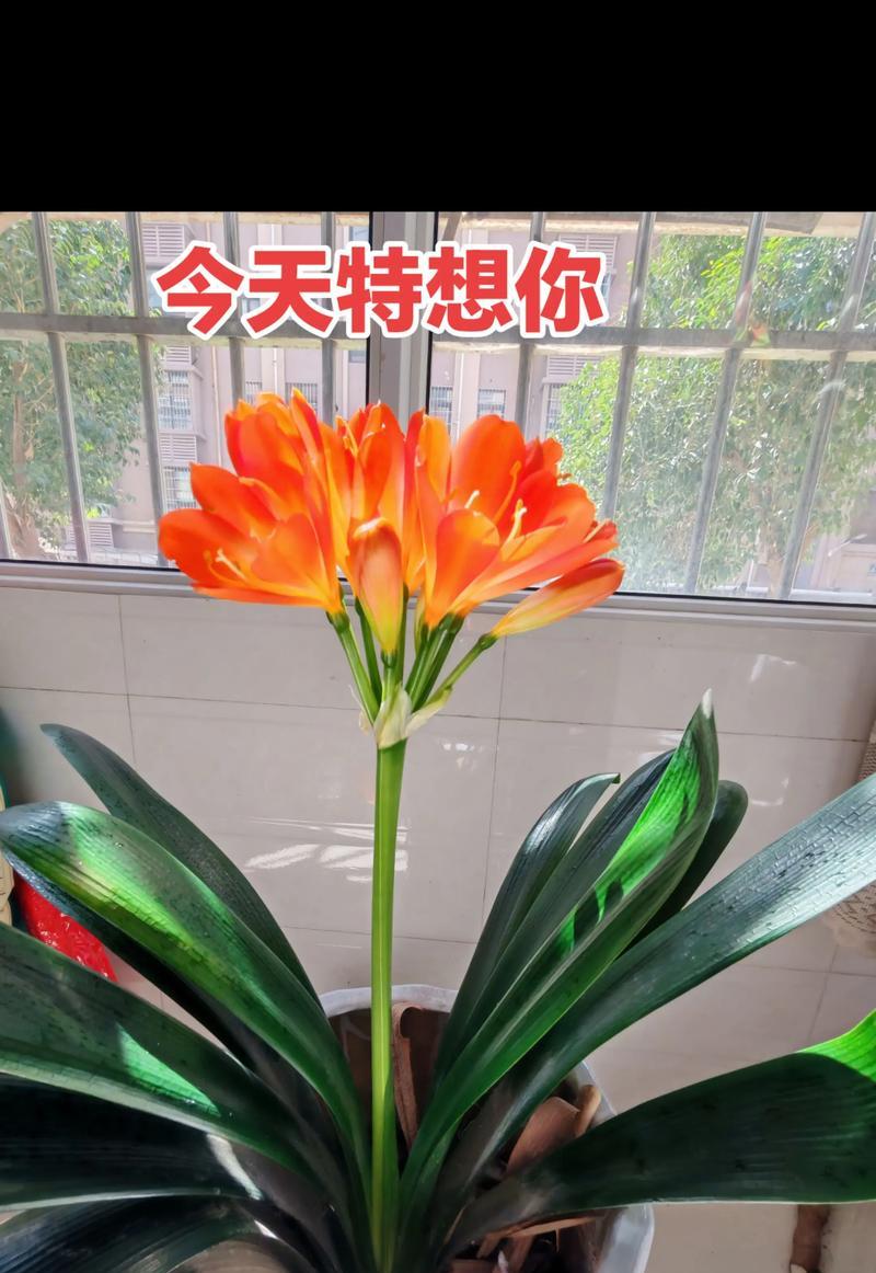 君子兰变玫瑰花？如何制作君子兰玫瑰花？