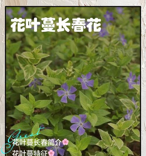 长春花叶子和杆发黄如何处理？有什么好的解决方法？