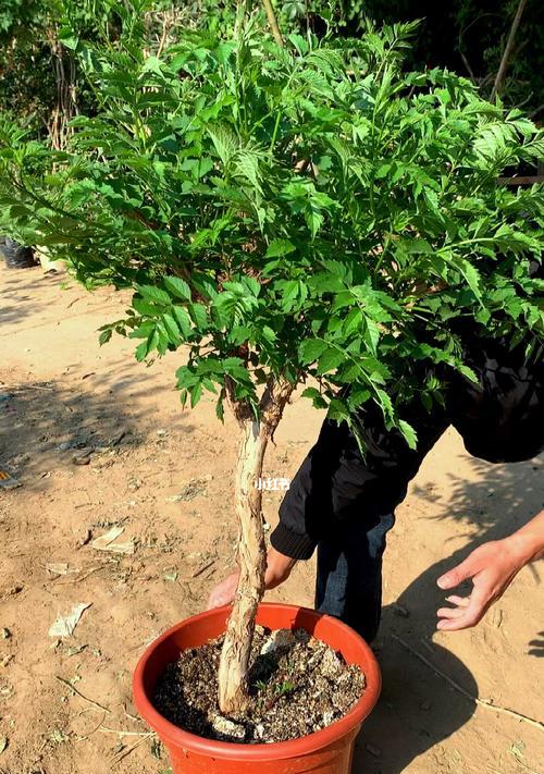 凌霄花如何制作盆景？有哪些技巧？