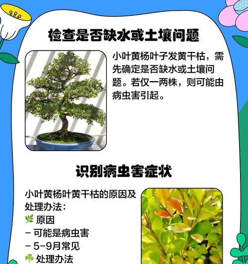黄金木叶子发黄是怎么了？有哪些可能的原因和解决方法？