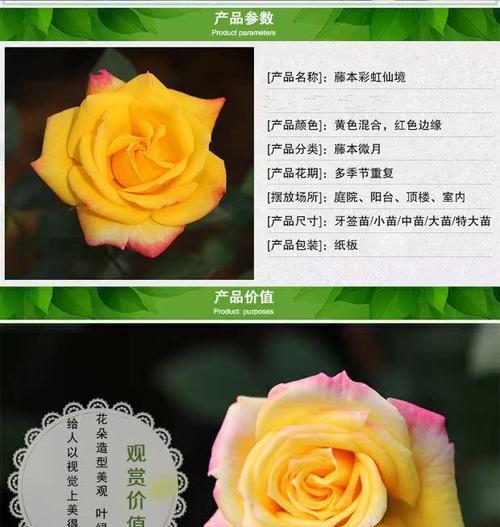 彩虹阳台月季的花色有哪些？如何养护？