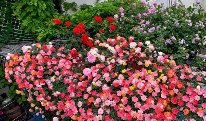 彩虹阳台月季的花色有哪些？如何养护？