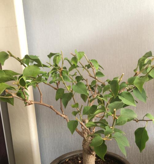 三角梅在自吸盆中种植的正确步骤是什么？