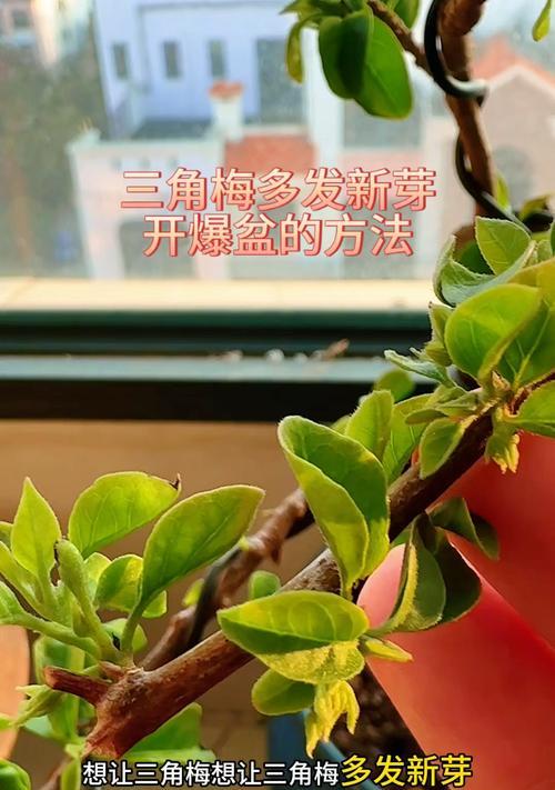 三角梅在自吸盆中种植的正确步骤是什么？