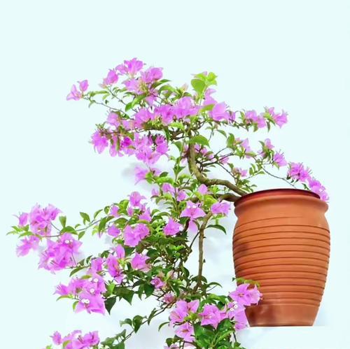 三角梅在自吸盆中种植的正确步骤是什么？