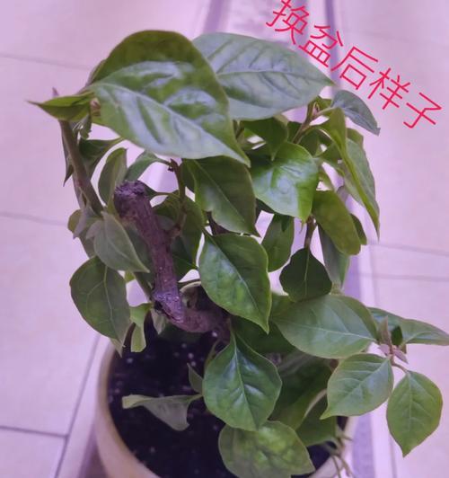 三角梅扦插苗玫红的养护技巧有哪些？
