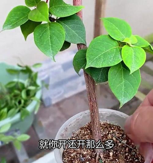 三角梅扦插苗玫红的养护技巧有哪些？
