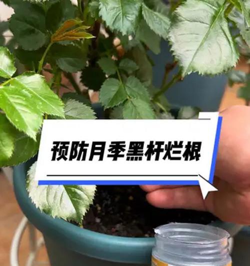 铁线莲冬季烂根长毛怎么办？烂根的原因及防治措施是什么？