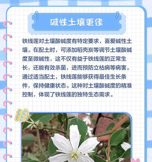 铁线莲冬季烂根长毛怎么办？烂根的原因及防治措施是什么？