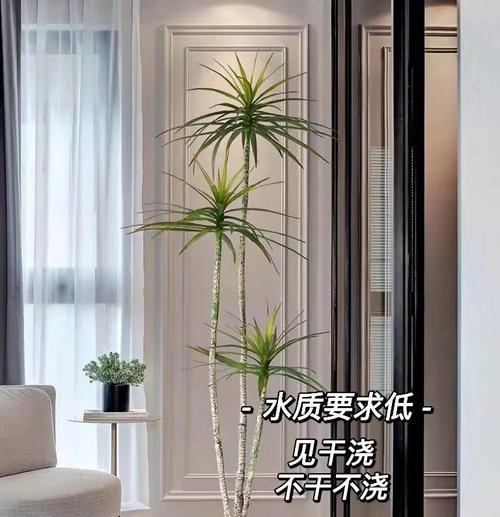 花槽适合哪些水生植物？