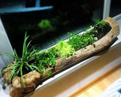 花槽适合哪些水生植物？