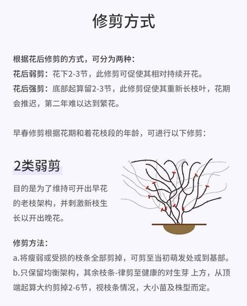 满星铁线莲盆栽的养护技巧有哪些？
