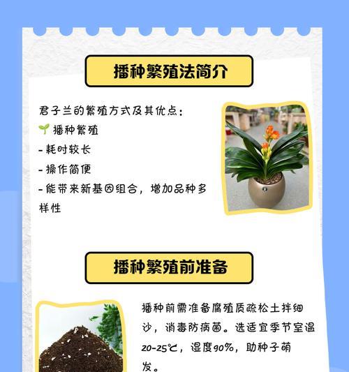 沼泽君子兰3年苗的养护方法是什么？