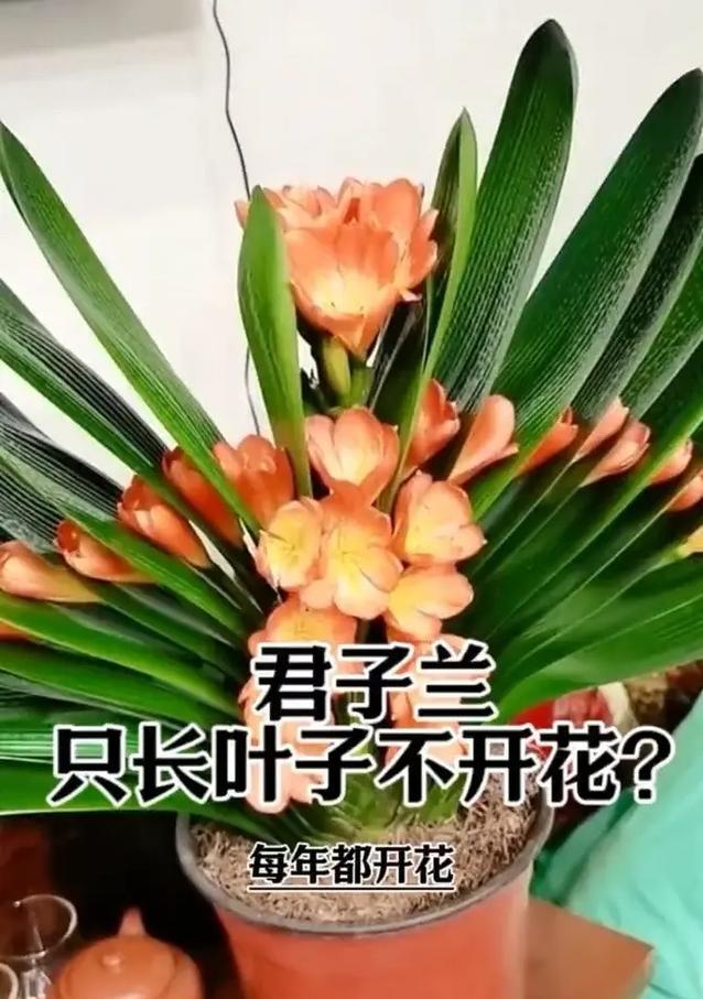 沼泽君子兰3年苗的养护方法是什么？