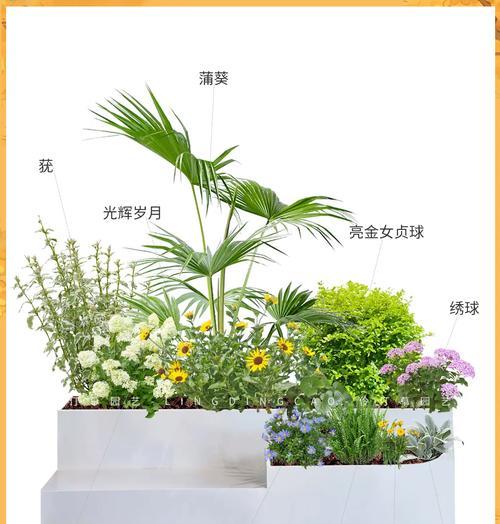 煤球种天竺葵的步骤和注意事项有哪些？