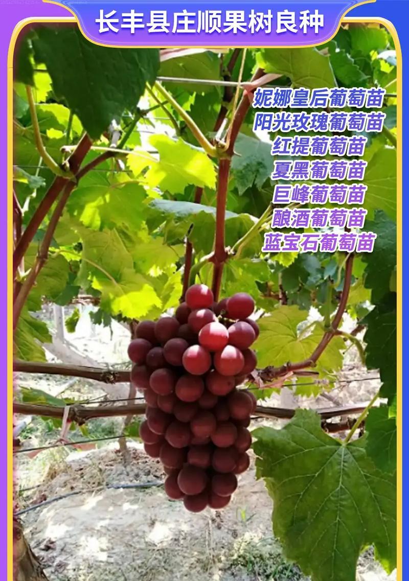 良种葡萄的栽培技术要点有哪些？