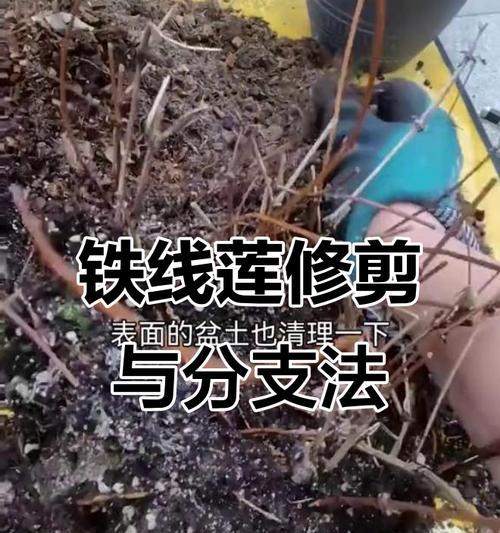 铁线莲冬季修剪技巧是什么？