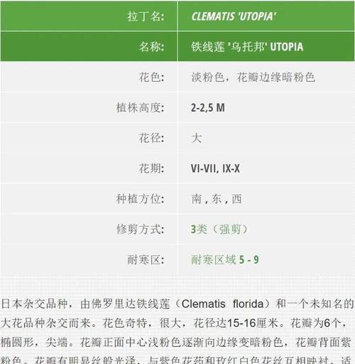 铁线莲冬季修剪技巧是什么？