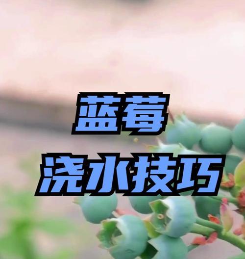 蓝莓开花期的浇水技巧有哪些？