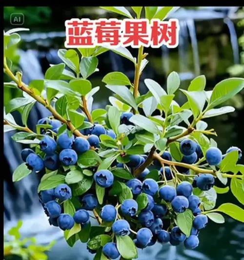 蓝莓开花期的浇水技巧有哪些？