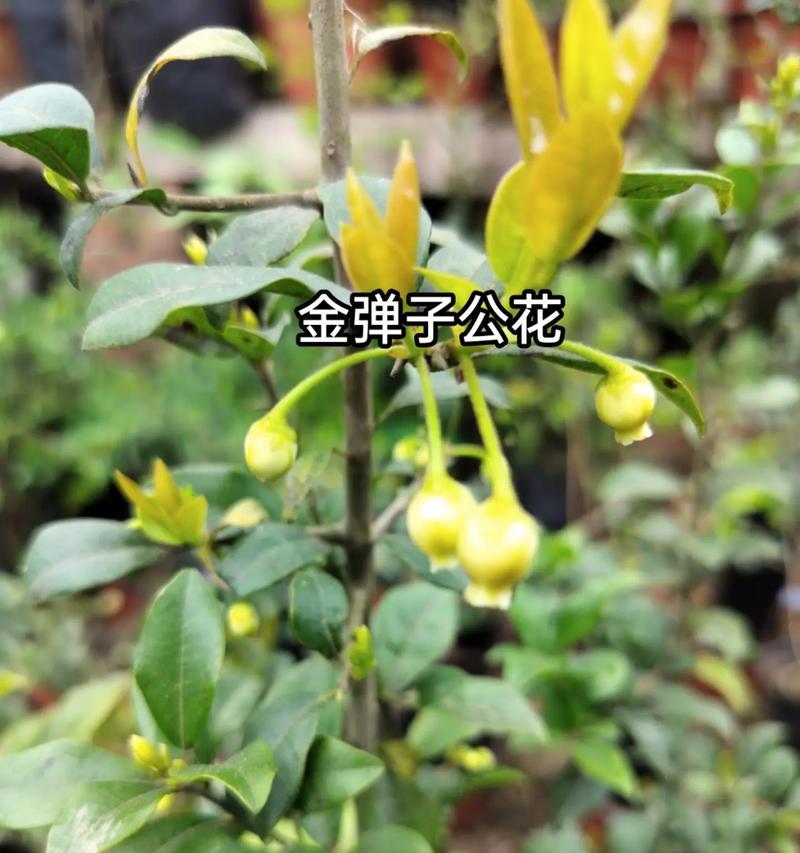 金弹子叶子下垂发黄的原因是什么？