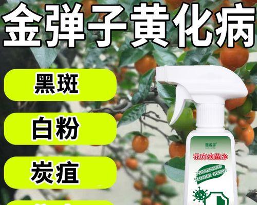 金弹子叶子下垂发黄的原因是什么？