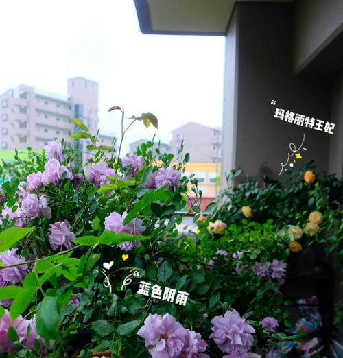 梅雨季节月季浇水的正确方法是什么？