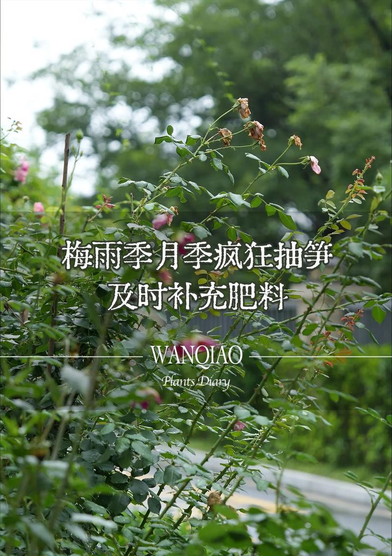 梅雨季节月季浇水的正确方法是什么？
