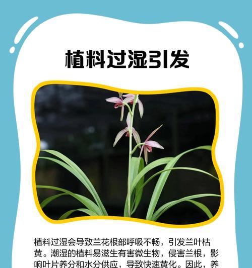 君子兰叶尖干黑怎么回事？君子兰叶尖干黑的原因及解决方法是什么？