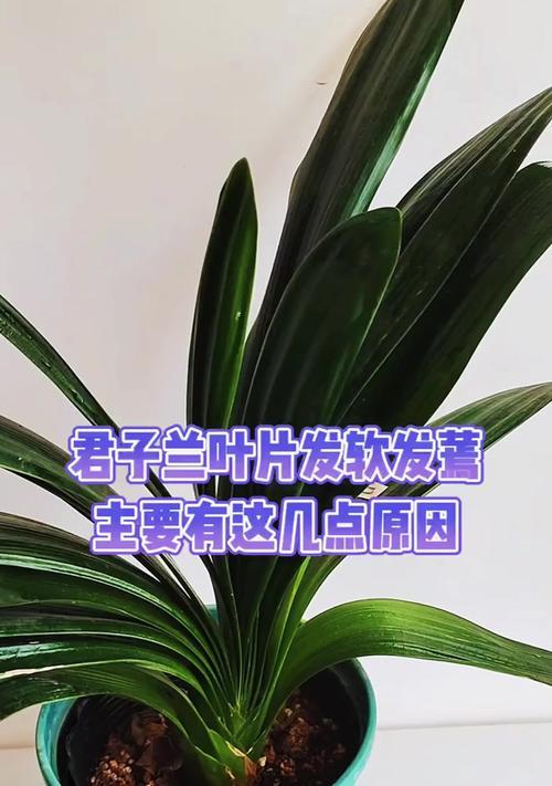 君子兰叶尖干黑怎么回事？君子兰叶尖干黑的原因及解决方法是什么？