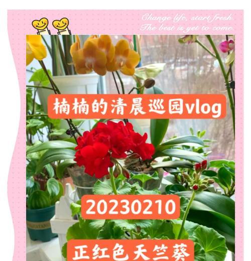 缺少直射光对天竺葵有何影响？