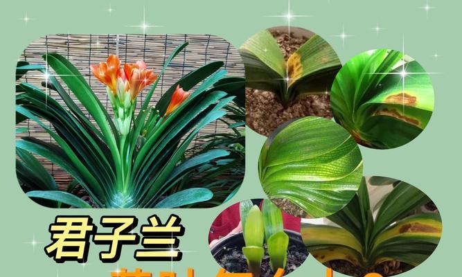 怎么挑选君子兰的品相？有哪些评判标准？
