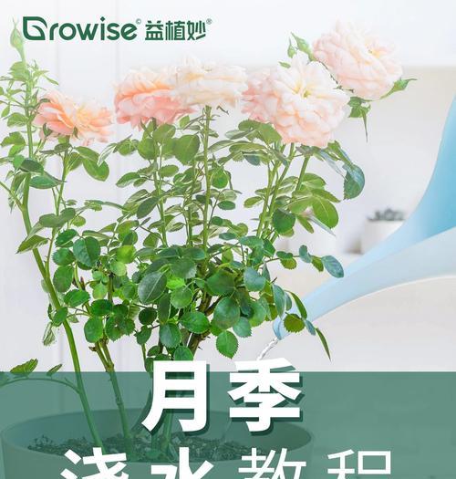 月季种植的秘诀是什么？