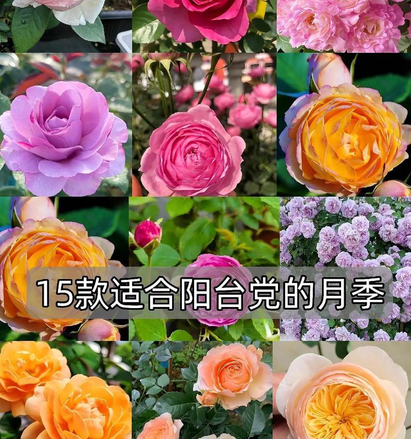 月季种植的秘诀是什么？