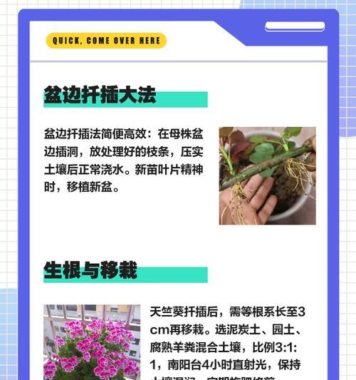 天竺葵叶子修剪技巧是什么？如何修整才能更美观？