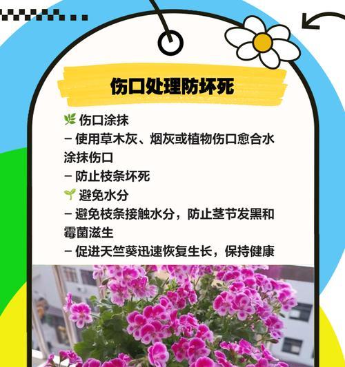 天竺葵叶子修剪技巧是什么？如何修整才能更美观？