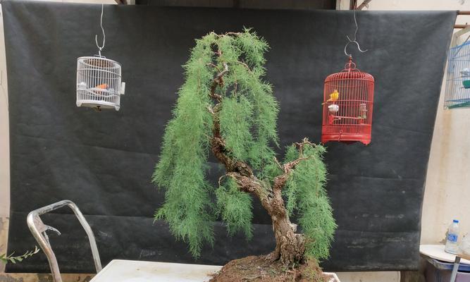 盆景后面白布怎么做的？制作方法是什么？