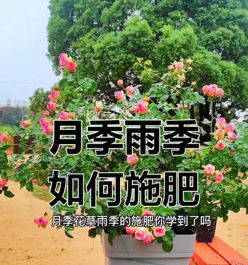 月季冬季施肥技巧是什么？如何正确施肥过冬？