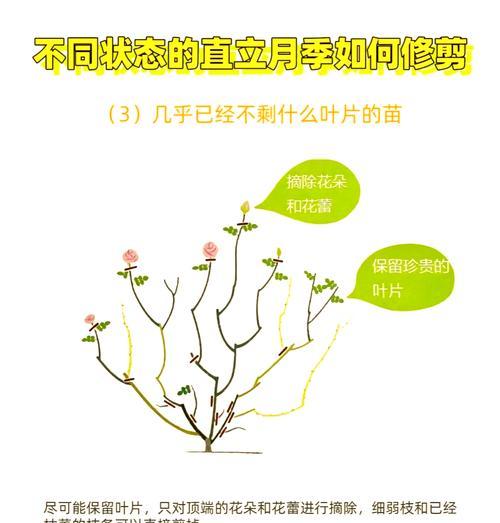 月季冬季施肥技巧是什么？如何正确施肥过冬？