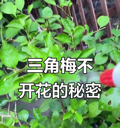 盆栽三角梅不开花怎么办？如何促进开花？