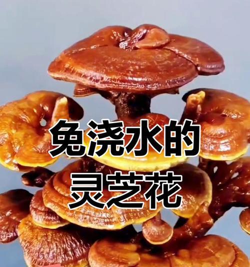 灵芝花盆景的养护方法是什么？