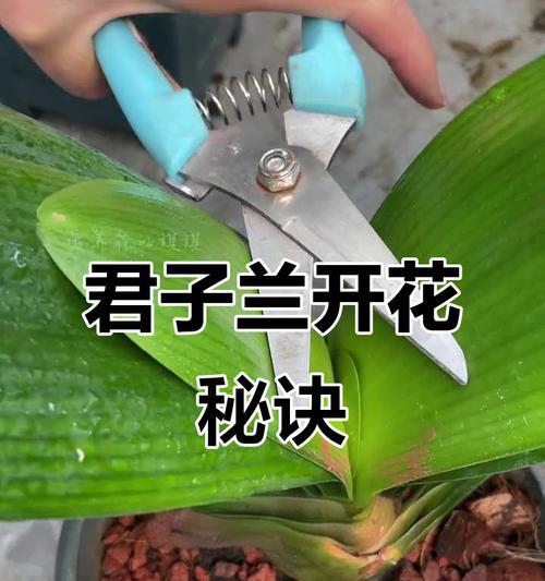 君子兰不开花时有哪些土方法？