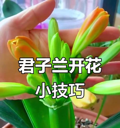君子兰不开花时有哪些土方法？