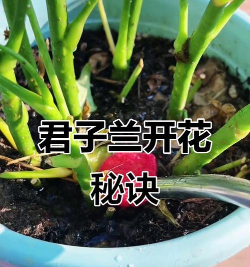 君子兰不开花时有哪些土方法？