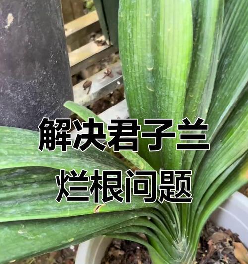 君子兰根系过于发达怎么办？如何处理这一问题？