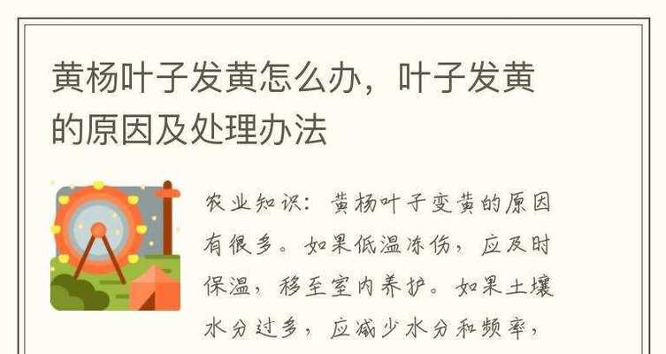 大黄杨球叶子发黄干枯的处理方法是什么？