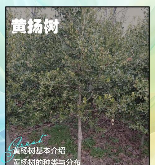 大黄杨球叶子发黄干枯的处理方法是什么？