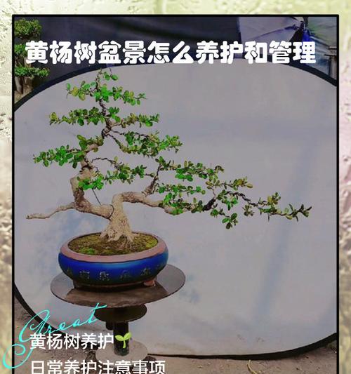大黄杨球叶子发黄干枯的处理方法是什么？