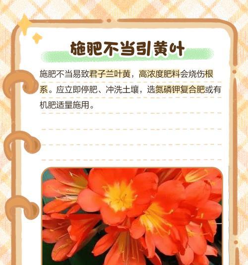花盆里的花叶子发黄干枯怎么办？如何有效解决？